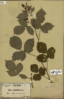 spécimen de Rubus carpinifolius