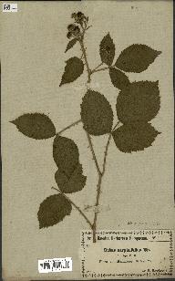 spécimen de Rubus carpinifolius