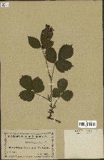 spécimen de Rubus carpinifolius