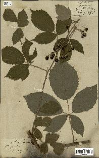 spécimen de Rubus carpinifolius