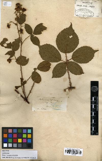 spécimen de Rubus carpinifolius