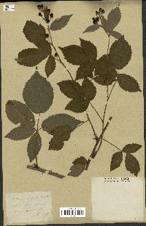 spécimen de Rubus carpinifolius