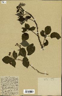 spécimen de Rubus carpinifolius