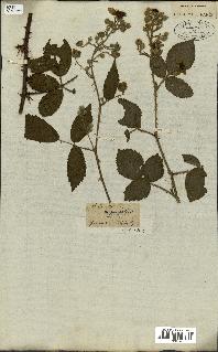 spécimen de Rubus carpinifolius