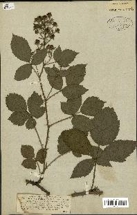 spécimen de Rubus carpinifolius