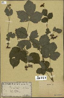 spécimen de Rubus centiformis