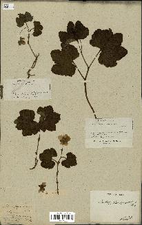 spécimen de Rubus chamaemorus