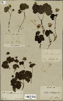 spécimen de Rubus chamaemorus