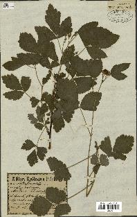 spécimen de Rubus chamaemorus