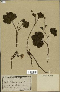 spécimen de Rubus chamaemorus