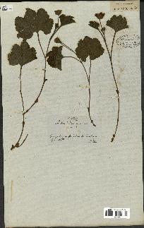 spécimen de Rubus chamaemorus