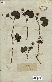 spécimen de Rubus chamaemorus