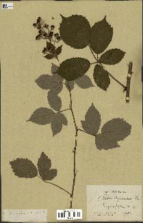 spécimen de Rubus goniophyllus