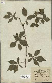 spécimen de Rubus godronii