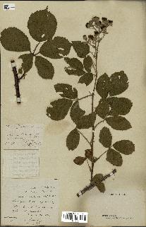 spécimen de Rubus godronii