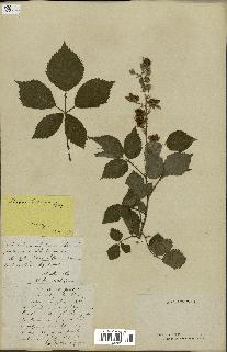 spécimen de Rubus godronii