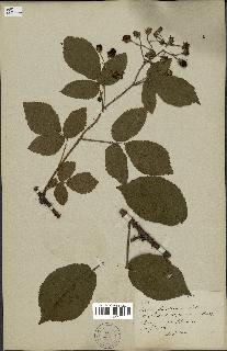 spécimen de Rubus sp.