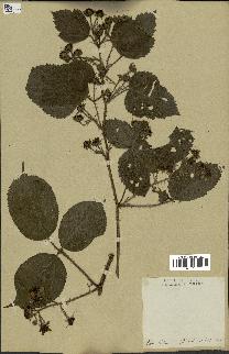 spécimen de Rubus glandulosus