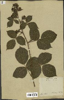 spécimen de Rubus glandulosus