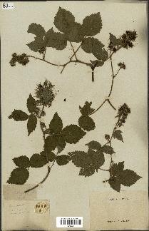 spécimen de Rubus glandulosus