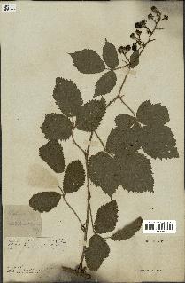 spécimen de Rubus glandulosus