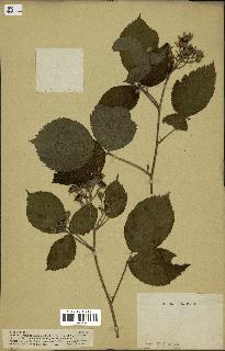 spécimen de Rubus glandulosus