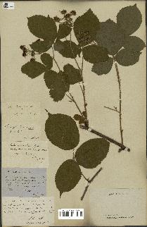 spécimen de Rubus glandulosus