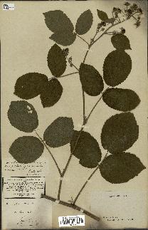 spécimen de Rubus glandulosus