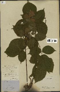 spécimen de Rubus glandulosus