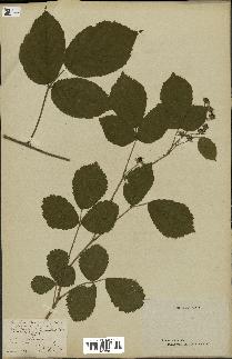 spécimen de Rubus glandulosus