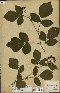 spécimen de Rubus glandulosus