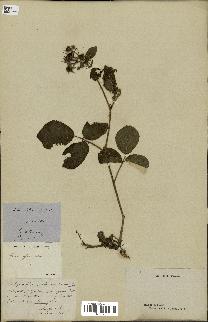 spécimen de Rubus glandulosus