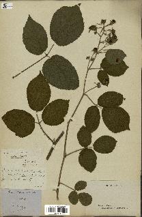 spécimen de Rubus glandulosus