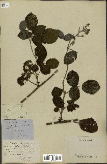 spécimen de Rubus glandulosus