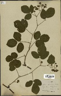 spécimen de Rubus glandulosus