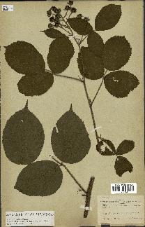 spécimen de Rubus glandulosus