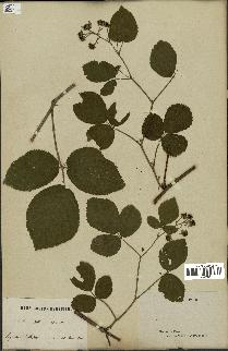 spécimen de Rubus glandulosus