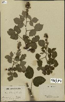 spécimen de Rubus hololeucos