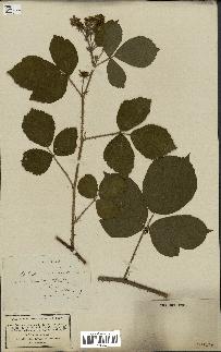 spécimen de Rubus hirtus