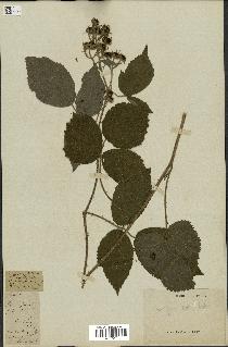 spécimen de Rubus hirtus