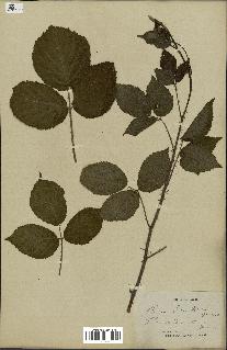 spécimen de Rubus hirtus