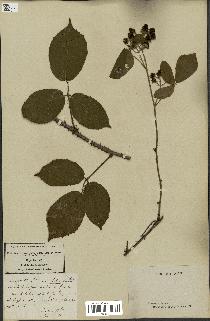 spécimen de Rubus hirtus