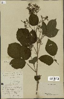 spécimen de Rubus hirtus