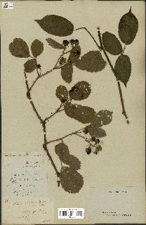 spécimen de Rubus hirtus