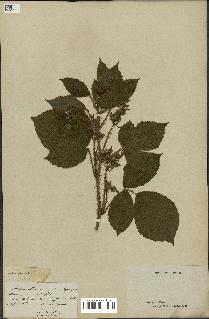 spécimen de Rubus hirtus