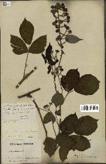 spécimen de Rubus hirtus