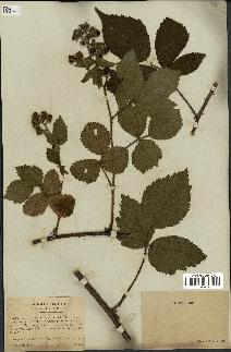 spécimen de Rubus hirtus