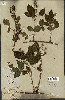 spécimen de Rubus hirtus