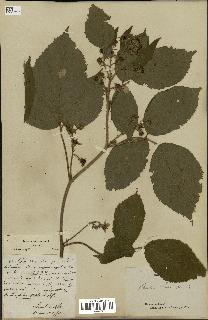 spécimen de Rubus hirtus