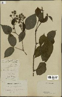 spécimen de Rubus hirtus